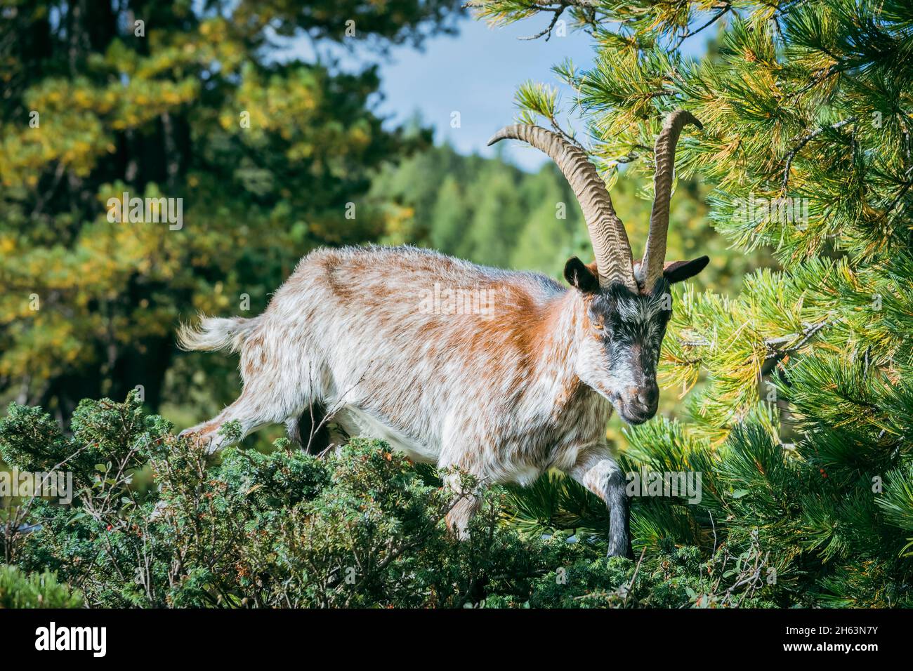 domestic goat grazing among the bushes,alpine environment,dolomites,belluno,veneto,italy Stock Photo