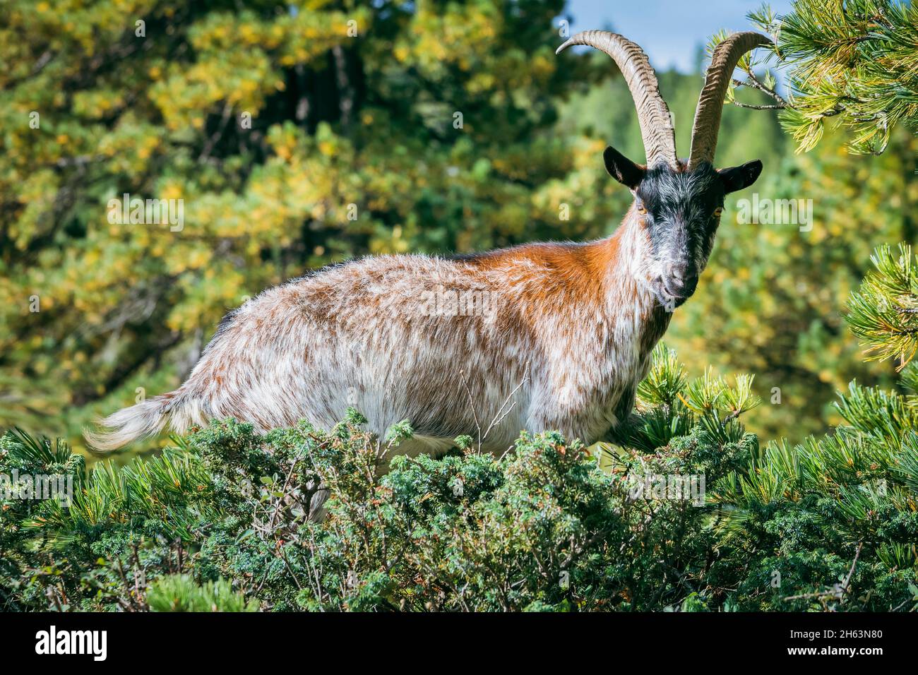 domestic goat grazing among the bushes,alpine environment,dolomites,belluno,veneto,italy Stock Photo