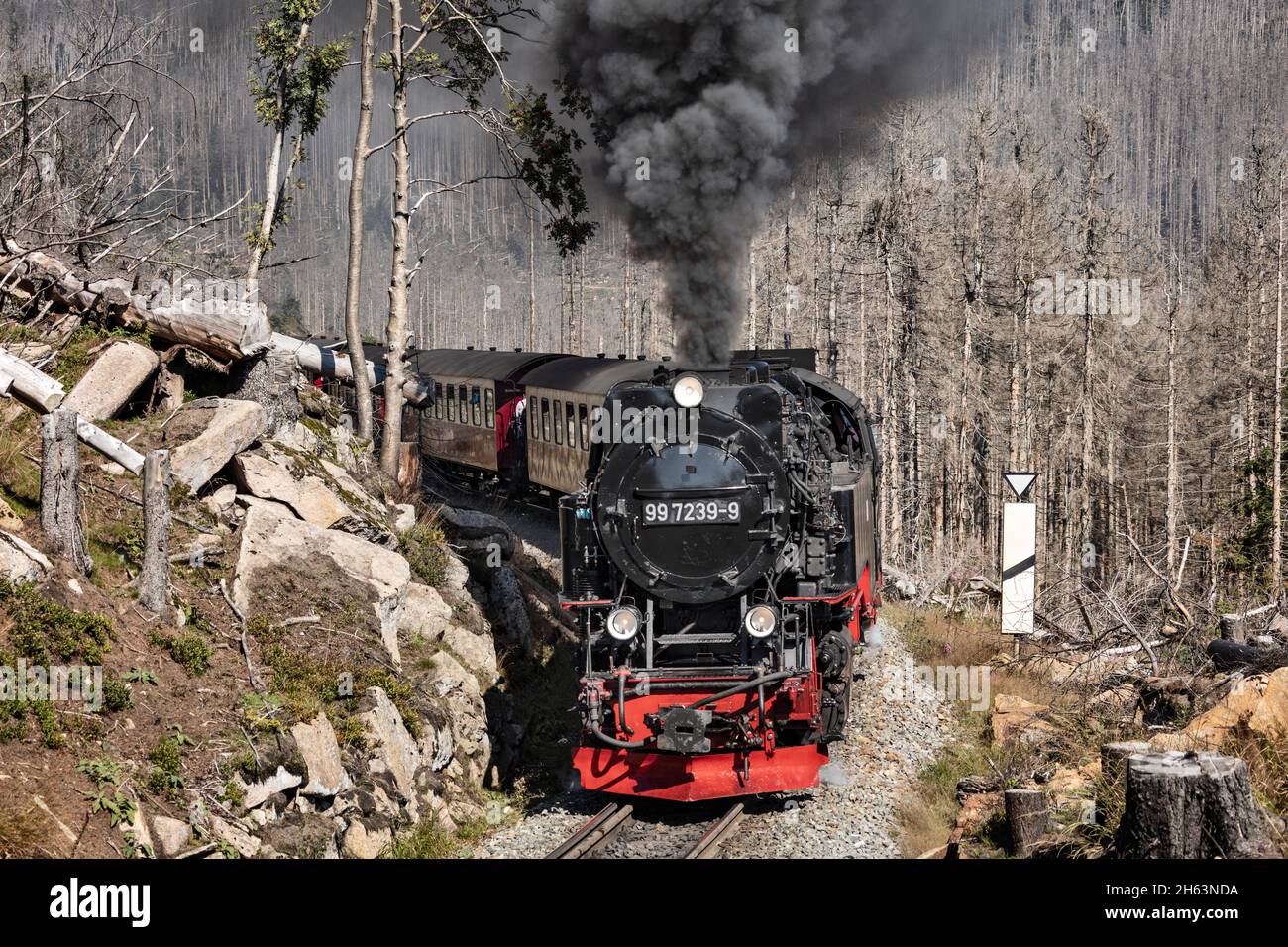 germany,saxony-anhalt,brocken,wernigerode,schierke,passenger train 8925 drives in a tight curve,steam locomotive,dead trees Stock Photo