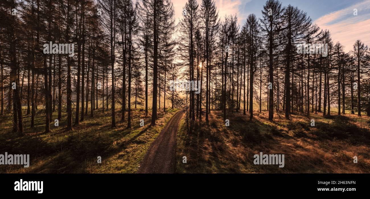 germany,thuringia,masserberg,heubach,sun shines between dead trees,sunrise,silhouettes,back light,panorama Stock Photo