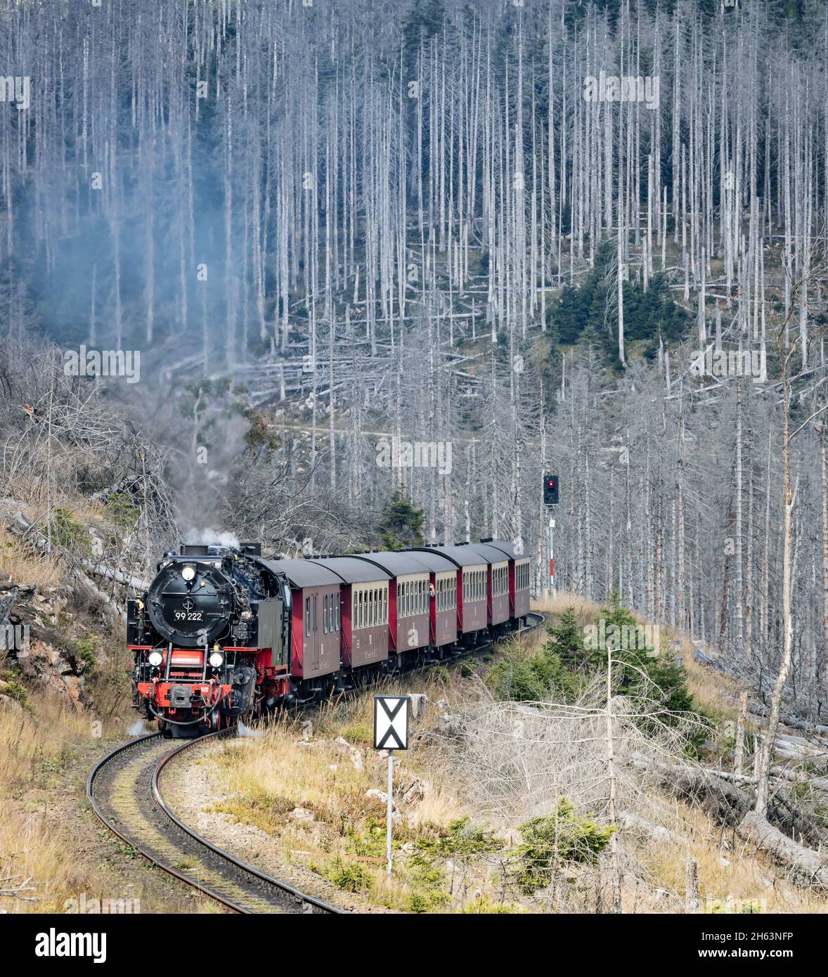 germany,saxony-anhalt,brocken,wernigerode,schierke,passenger train 8920,steam locomotive,dead trees Stock Photo