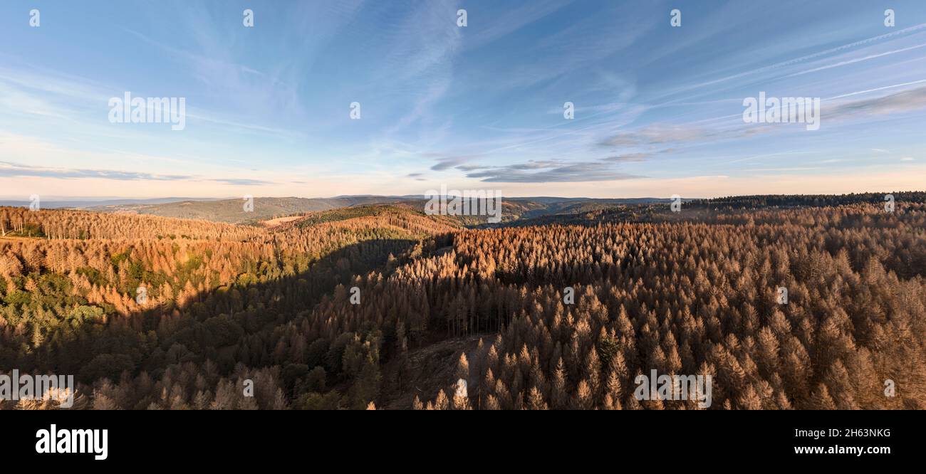 germany,thuringia,masserberg,heubach,mountains,valleys,large areas of dead trees,rennsteig environment,overview,aerial view,panorama Stock Photo