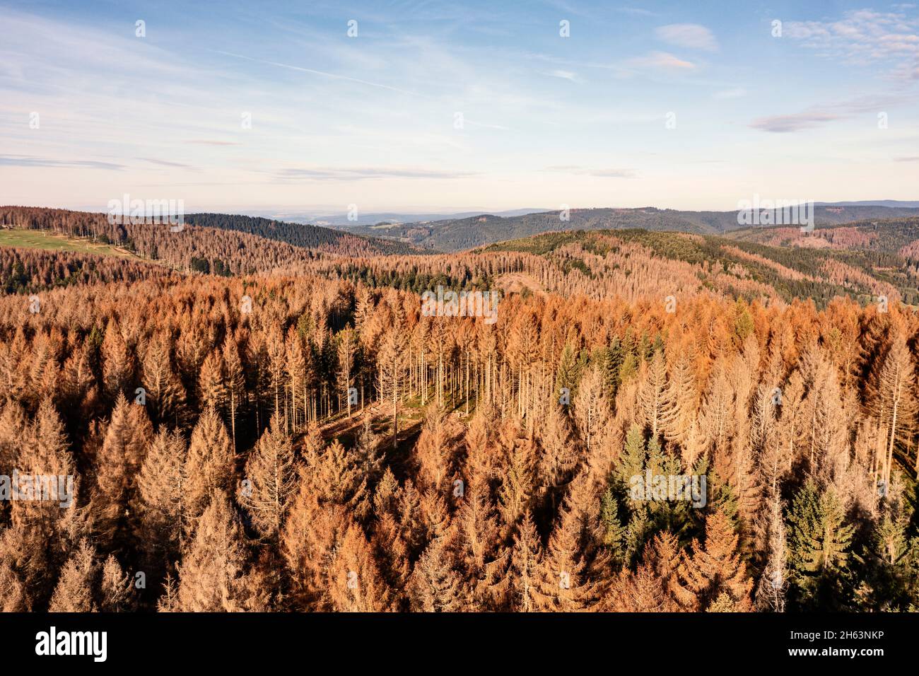 germany,thuringia,masserberg,heubach,mountains,valleys,large areas of dead trees,rennsteig environment,overview,aerial view,morning light Stock Photo