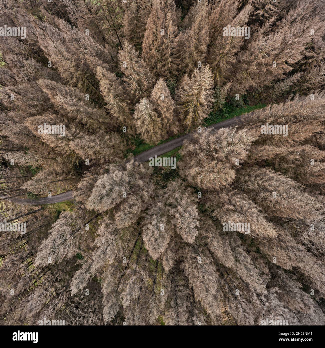 germany,thuringia,masserberg,heubach,dead trees,top view,aerial view Stock Photo