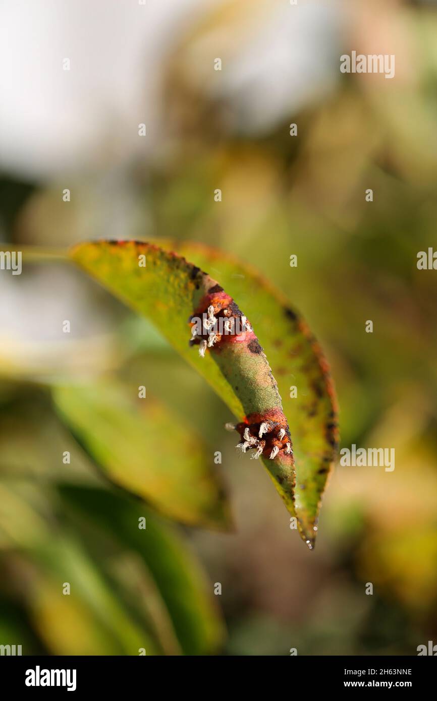 spore bearing of the pear grate (gymnosporangium fuscum syn. gymnosporangium sabinae) on pear leaves in the house garden Stock Photo