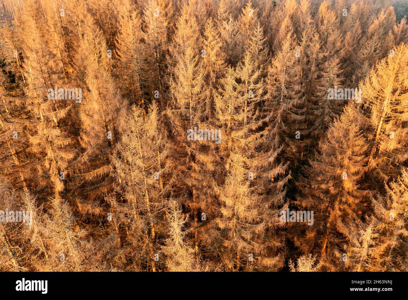 germany,thuringia,masserberg,heubach,dead trees,overview,oblique view,aerial view Stock Photo