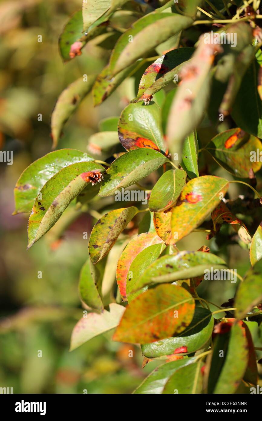 pear grate (gymnosporangium fuscum syn.gymnosporangium sabinae) on pear leaves in the home garden Stock Photo