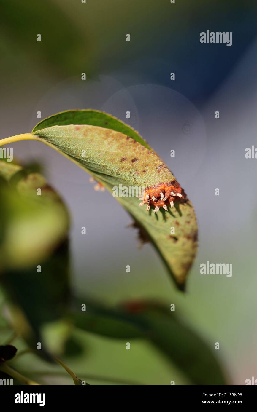 spore bearing of the pear grate (gymnosporangium fuscum syn. gymnosporangium sabinae) on pear leaves in the house garden Stock Photo