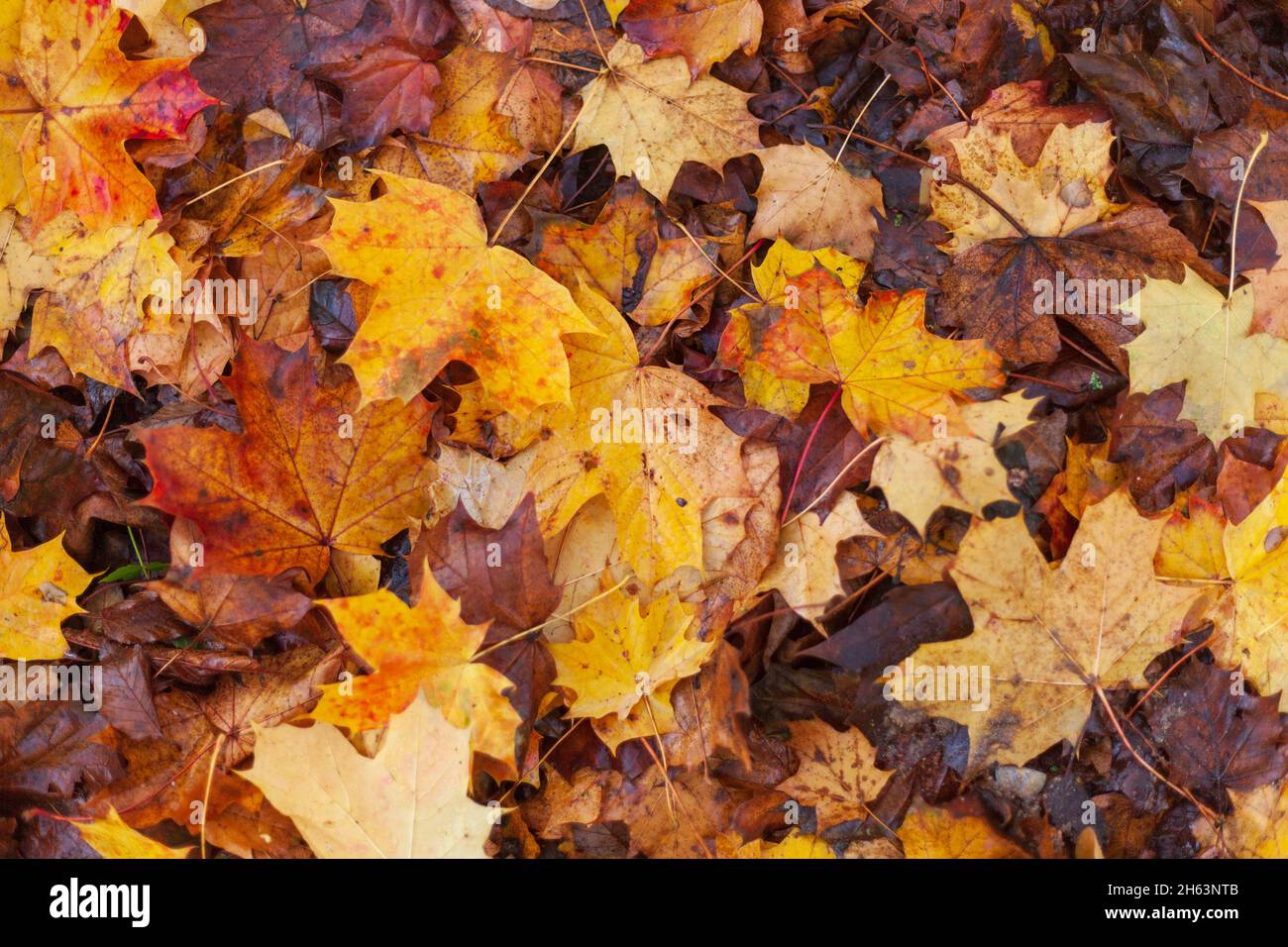 colorful autumn leaves,lying on the ground,germany,europe Stock Photo