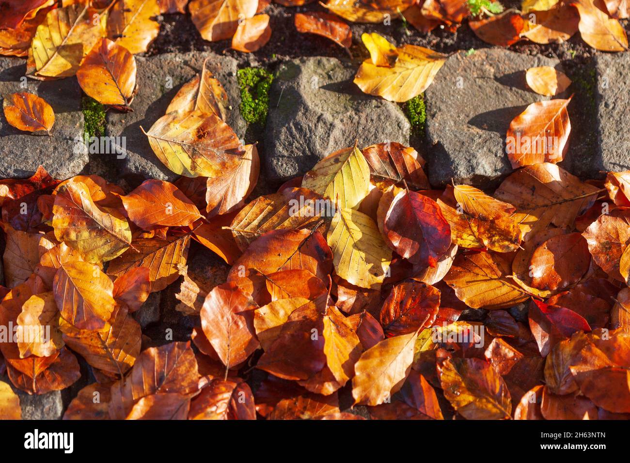 colorful autumn leaves,lying on the ground,germany,europe Stock Photo