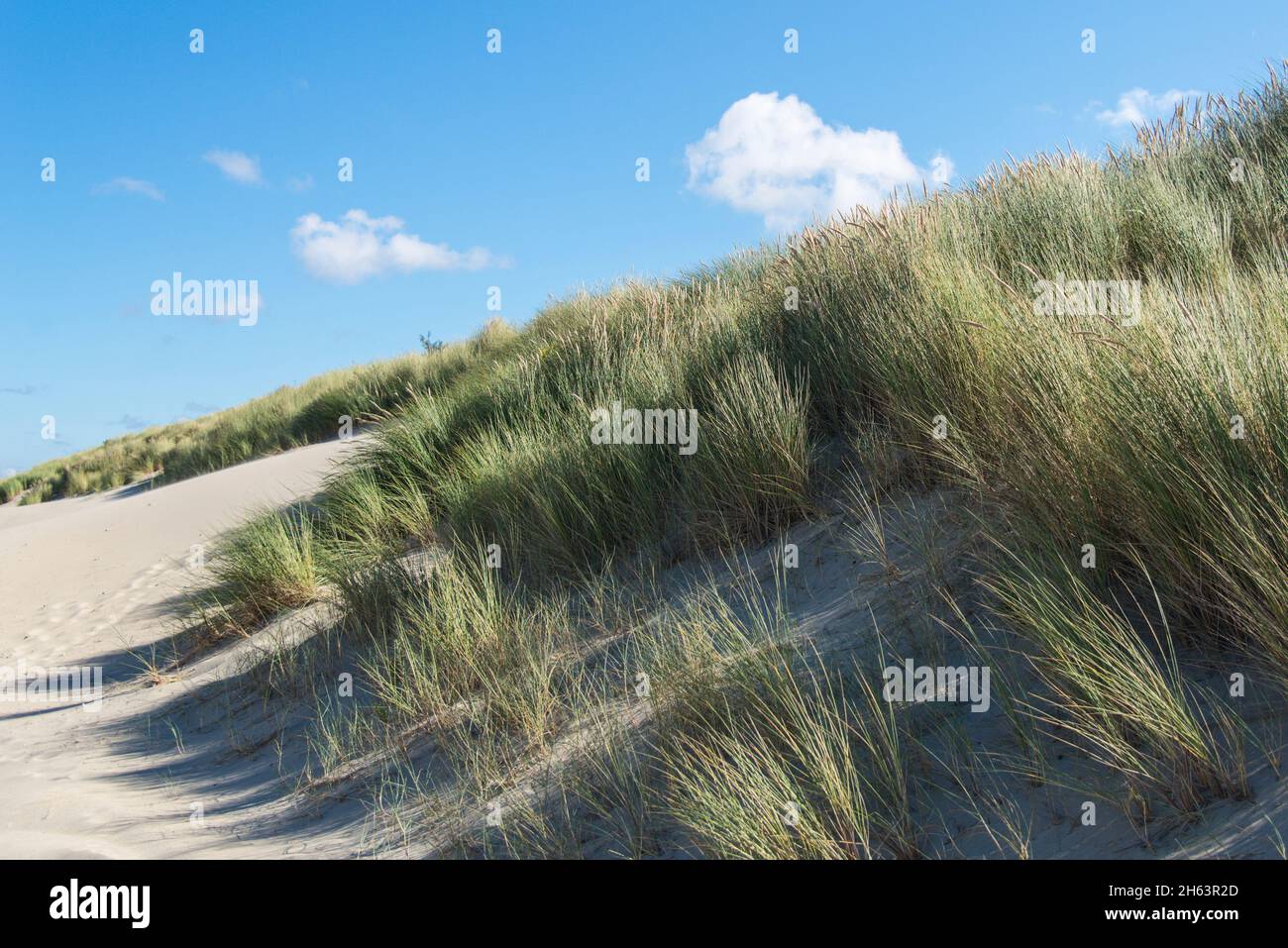 dune landscape in good weather near kamperland. Stock Photo