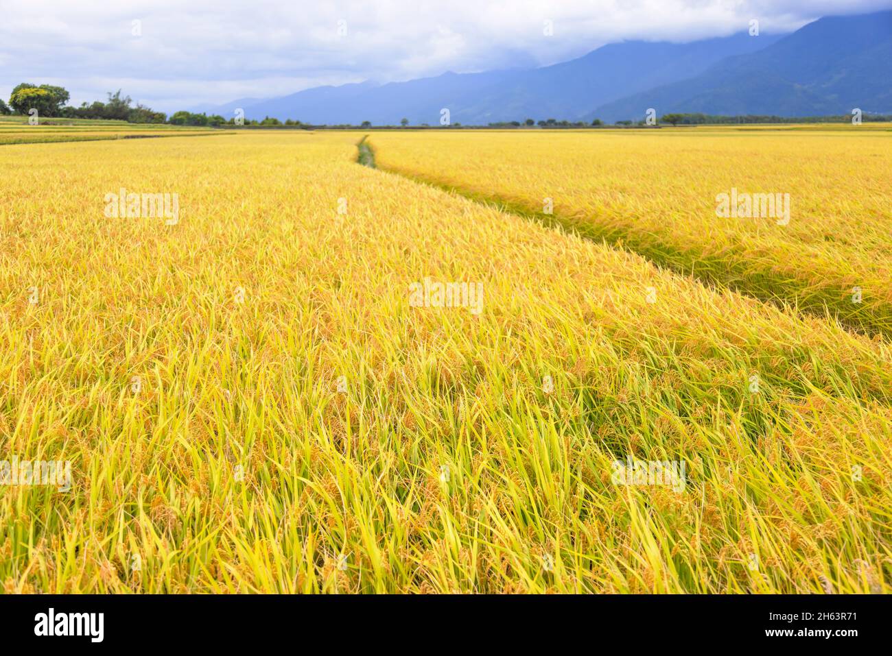 Beautiful Ripe rice field  at autumn Stock Photo