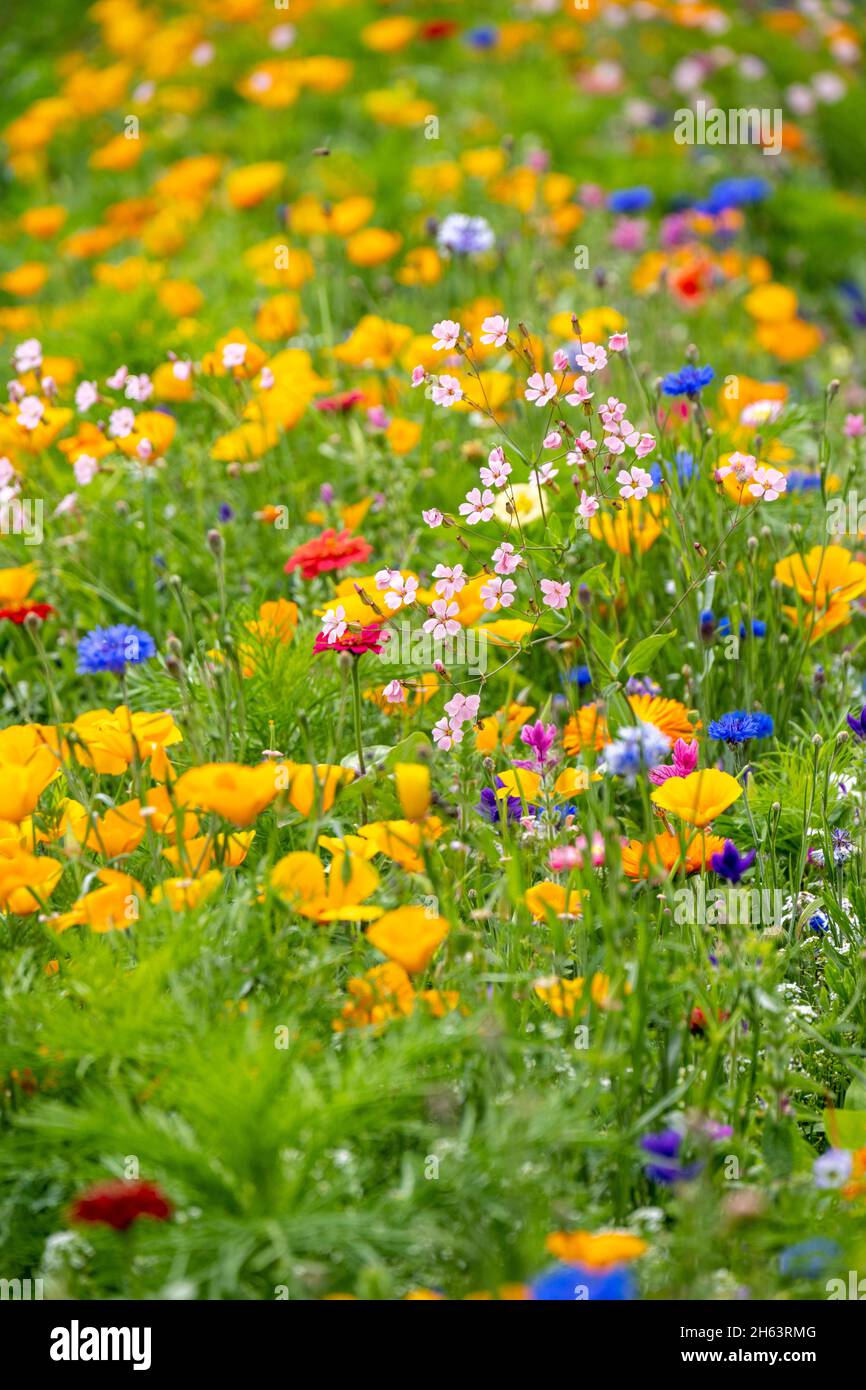 flower meadow by the wayside. Stock Photo