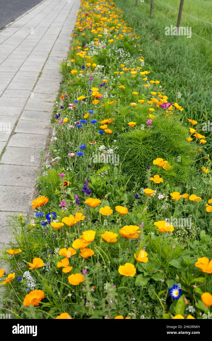 flower meadow by the wayside. Stock Photo