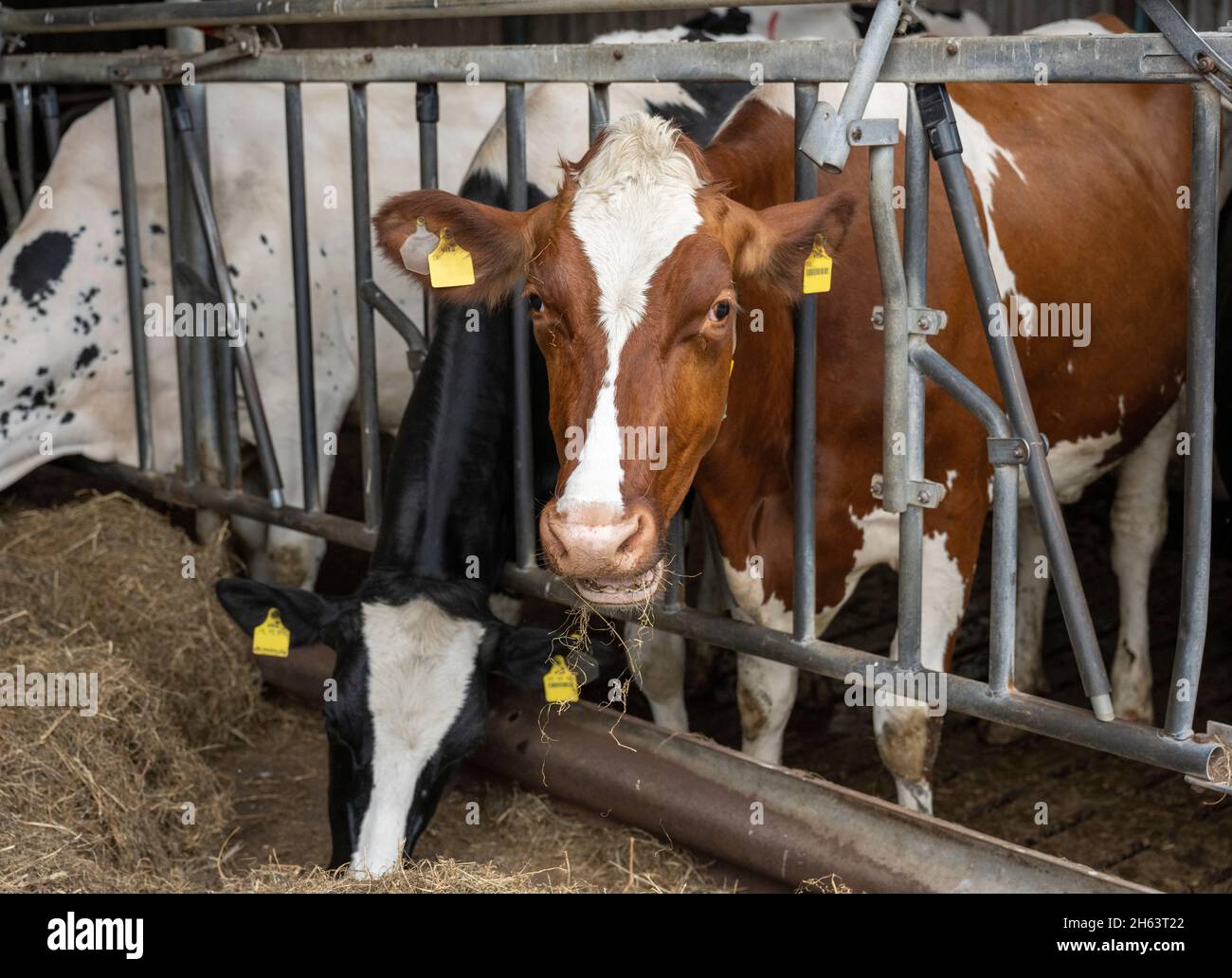 dairy cows in the barn Stock Photo - Alamy