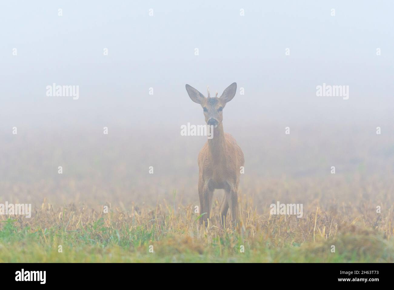 roebuck (capreolus capreolus) in fog on a stubble field,yearling,august,summer,hesse,germany Stock Photo