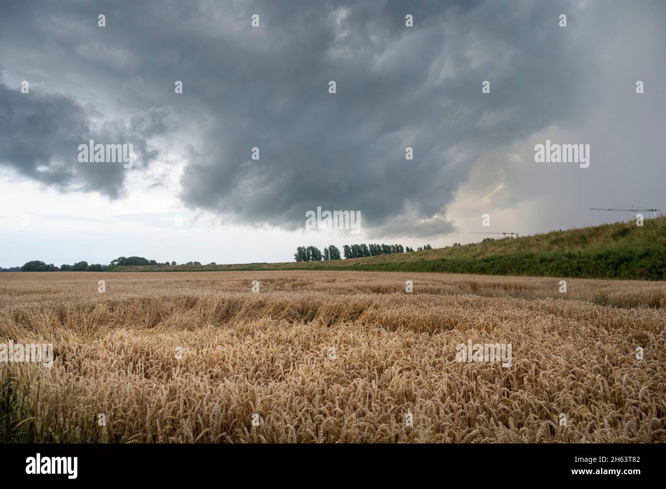 clouds over a grain field Stock Photo - Alamy