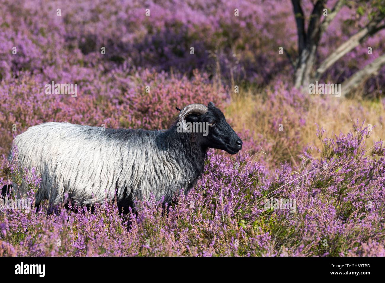 heidschnucke in blooming heather,wilseder berg,nature reserve near ...