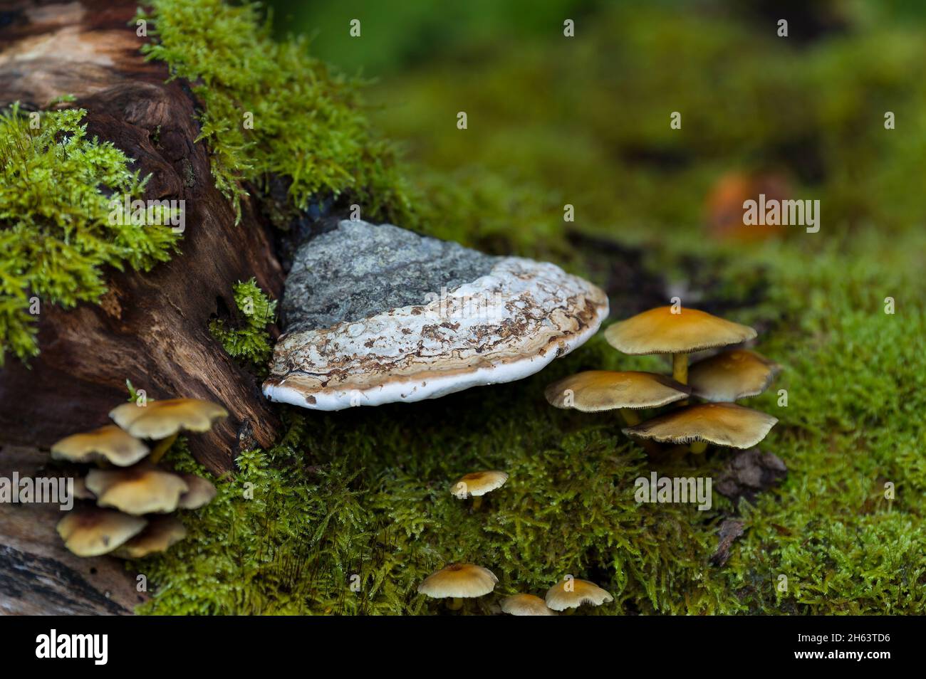 fungi and moss have settled on a tree stump,in the forest at totengrund,nature reserve near bispingen,lüneburg heath nature park,germany,lower saxony Stock Photo