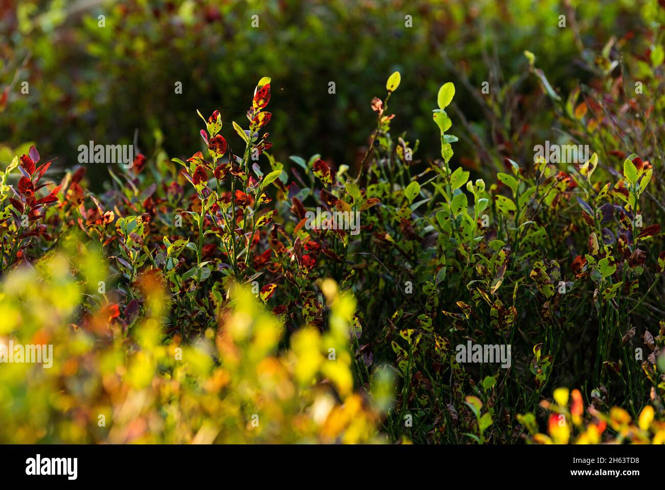 the autumn-colored foliage of the blueberry bushes glows in the evening light,steingrund,nature reserve near wilsede near bispingen,lueneburg heath nature park,germany,lower saxony Stock Photo