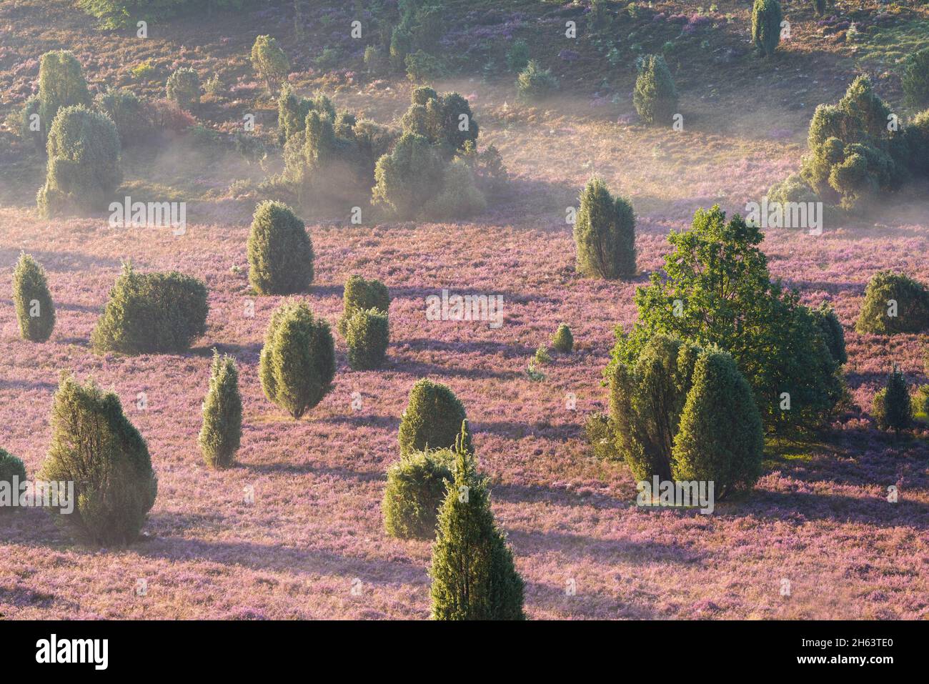 flowering common heather (calluna vulgaris) covers the ground in the totengrund,in between there are juniper bushes,the ground fog evaporates in the sun,morning light,nature reserve near wilsede near bispingen,lüneburg heath nature park,germany,lower saxony Stock Photo