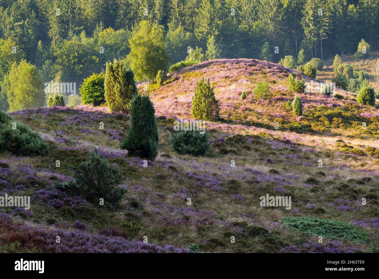 flowering common heather (calluna vulgaris) covers the ground in the totengrund,in between there are juniper bushes,morning light,nature reserve near wilsede near bispingen,lüneburg heath nature park,germany,lower saxony Stock Photo