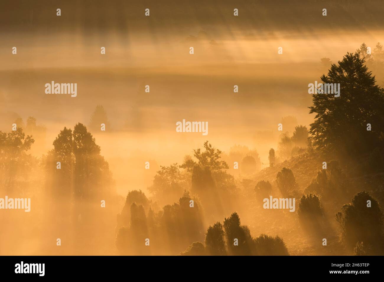 morning mood in the totengrund,the light of the rising sun makes the fog shine golden,trees and juniper bushes cast shadows,nature reserve near wilsede near bispingen,lüneburg heath nature park,germany,lower saxony Stock Photo