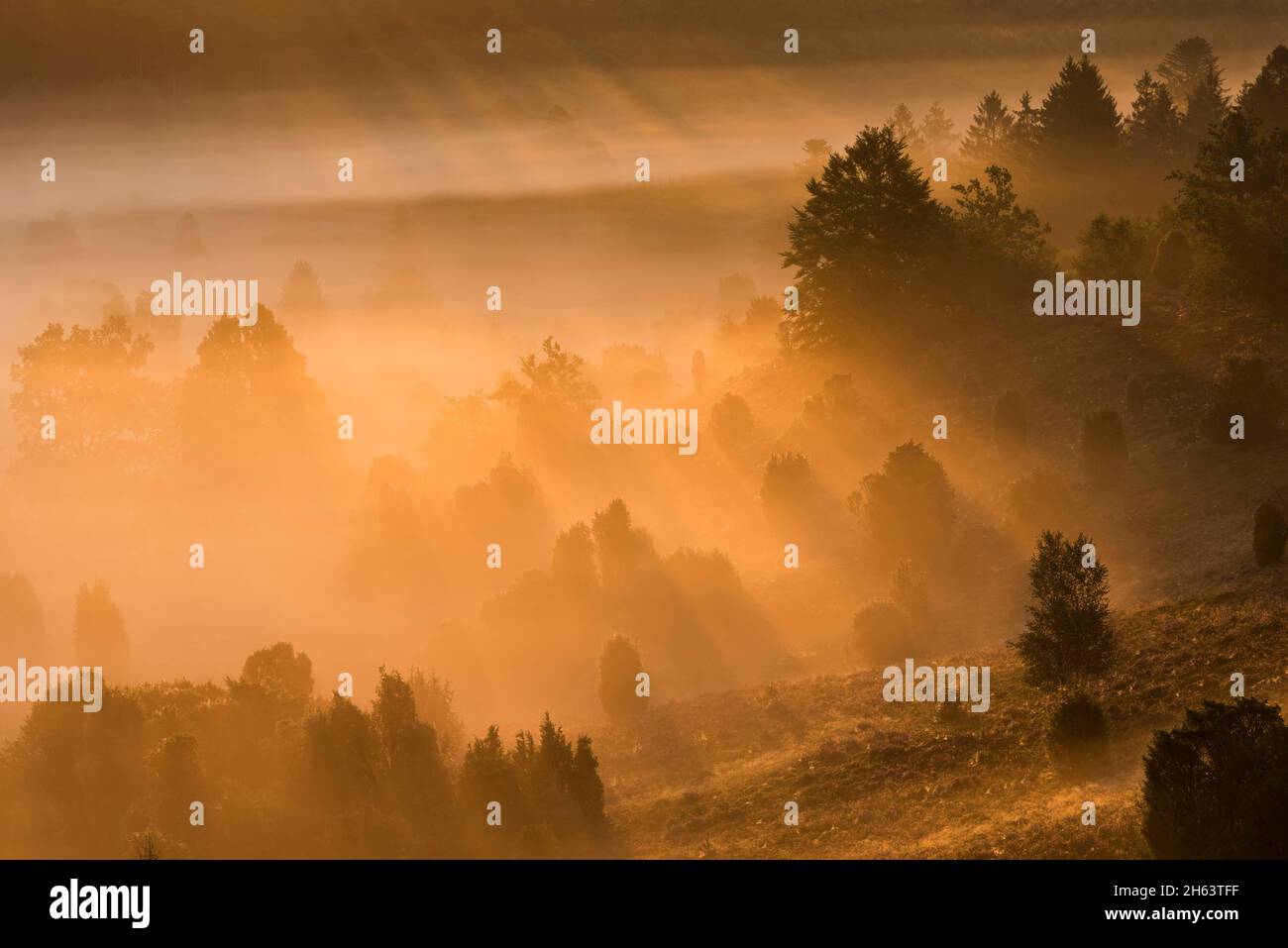 morning mood in the totengrund,the light of the rising sun makes the fog shine golden,trees and juniper bushes cast shadows,nature reserve near wilsede near bispingen,lüneburg heath nature park,germany,lower saxony Stock Photo