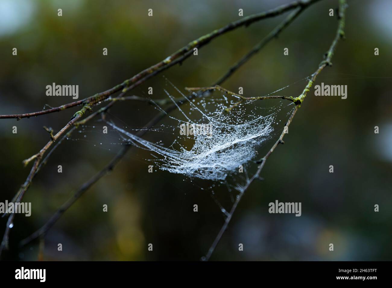 a spider web covered with dew drops hangs in the branches,in the forest ...