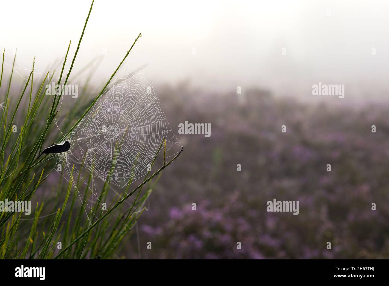 a spider has woven its web in a gorse bush,foggy mood in the behringer heide,nature reserve near behringen near bispingen,lüneburg heath nature park,germany,lower saxony Stock Photo