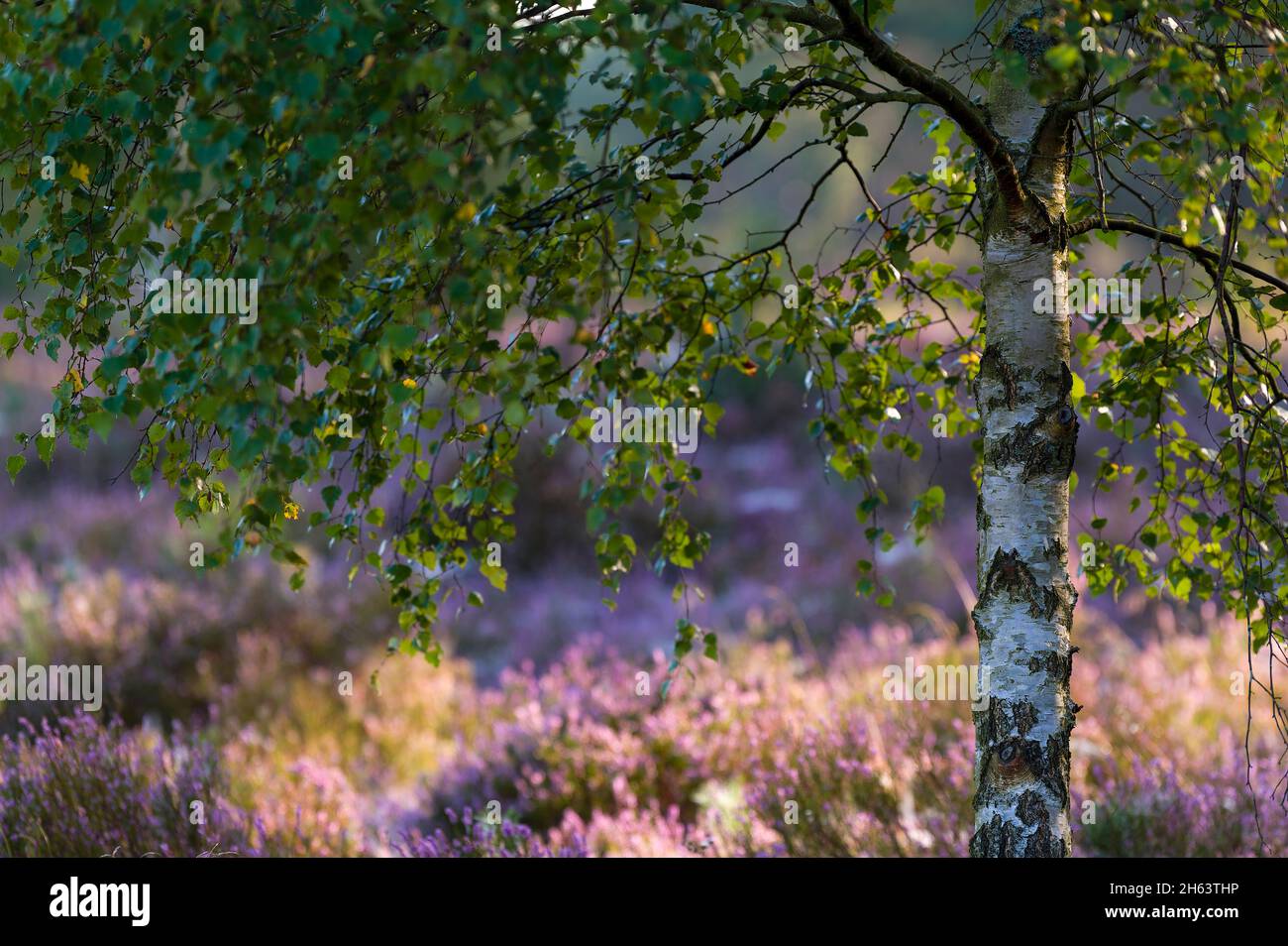 single birch in the heather,in the background the flowers of the common heather glow in the sunlight,morning mood in the behringer heide,nature reserve near behringen near bispingen,lüneburg heath nature park,germany,lower saxony Stock Photo