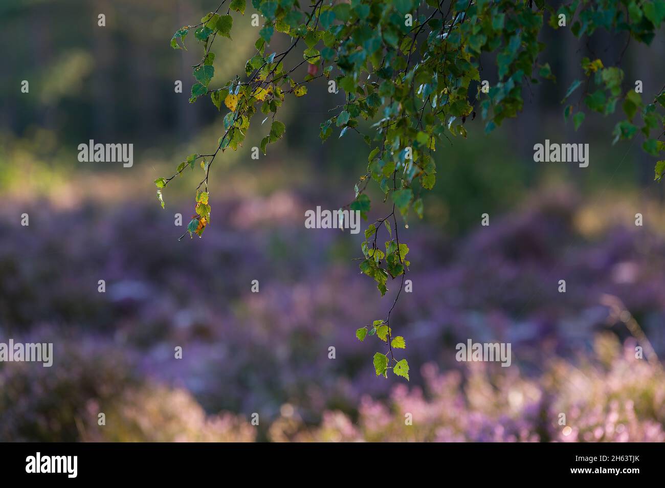birch branches,in the background the flowers of the common heather glow,behringer heide,nature reserve near behringen near bispingen,lüneburg heath nature park,germany,lower saxony Stock Photo