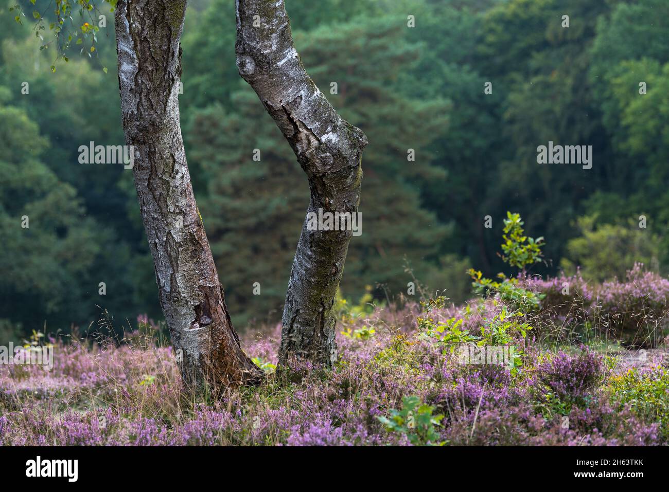 Heather birkenbank between egestorf and sudermuhlen near hanstedt hi ...