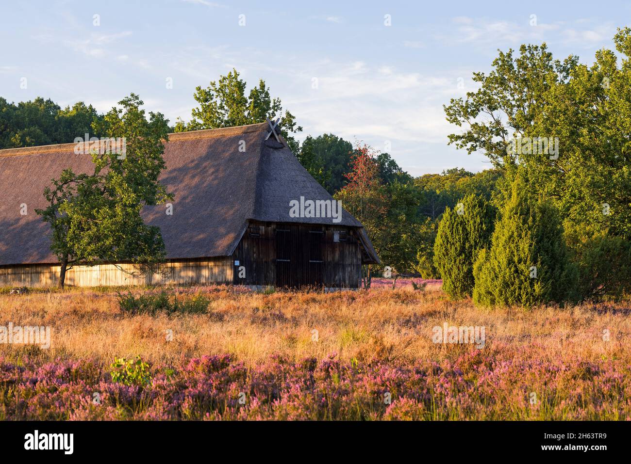 thatched sheepfold in the stone ground,heather blossom,evening light,nature reserve near wilsede near bispingen,lüneburg heath nature park,germany,lower saxony Stock Photo