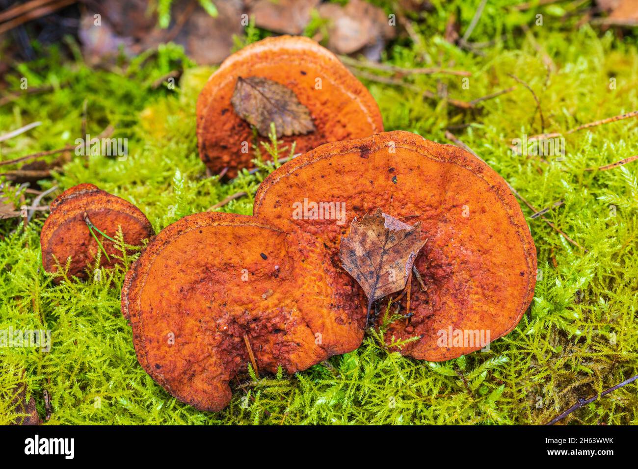 mushrooms on dead wood overgrown with moss,lackporling Stock Photo
