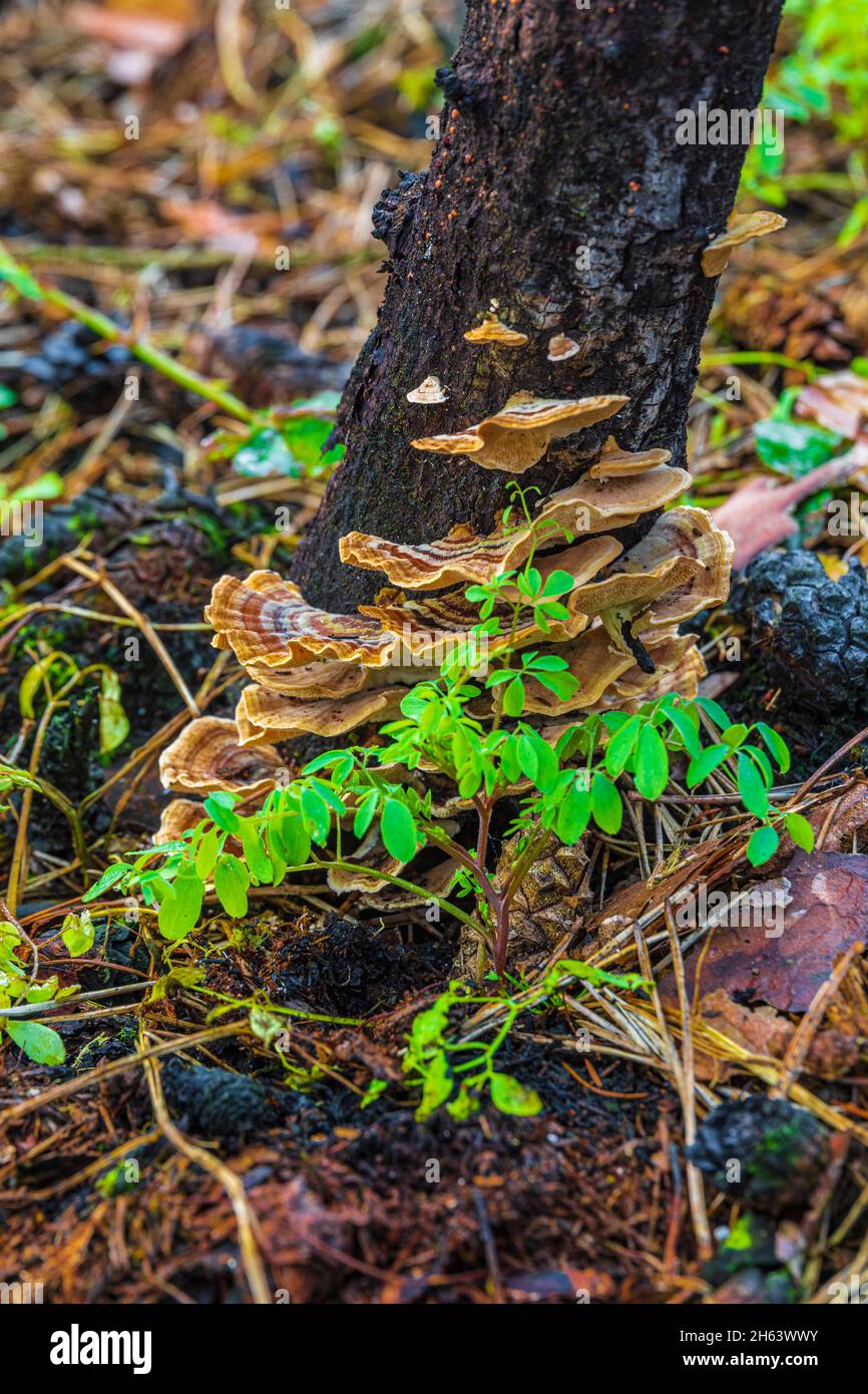 charred wood and fresh vegetation after a forest fire Stock Photo