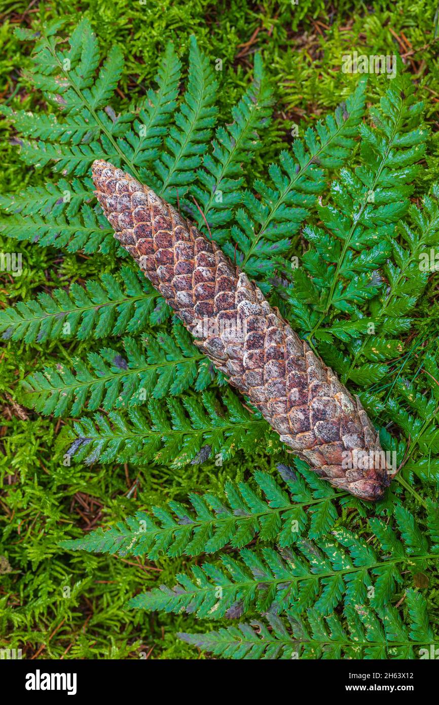 spruce cones on the forest floor Stock Photo