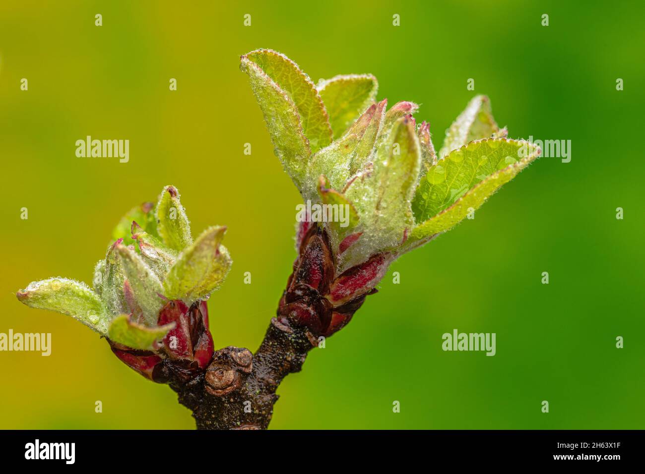 pear,inflorescence,flower buds Stock Photo