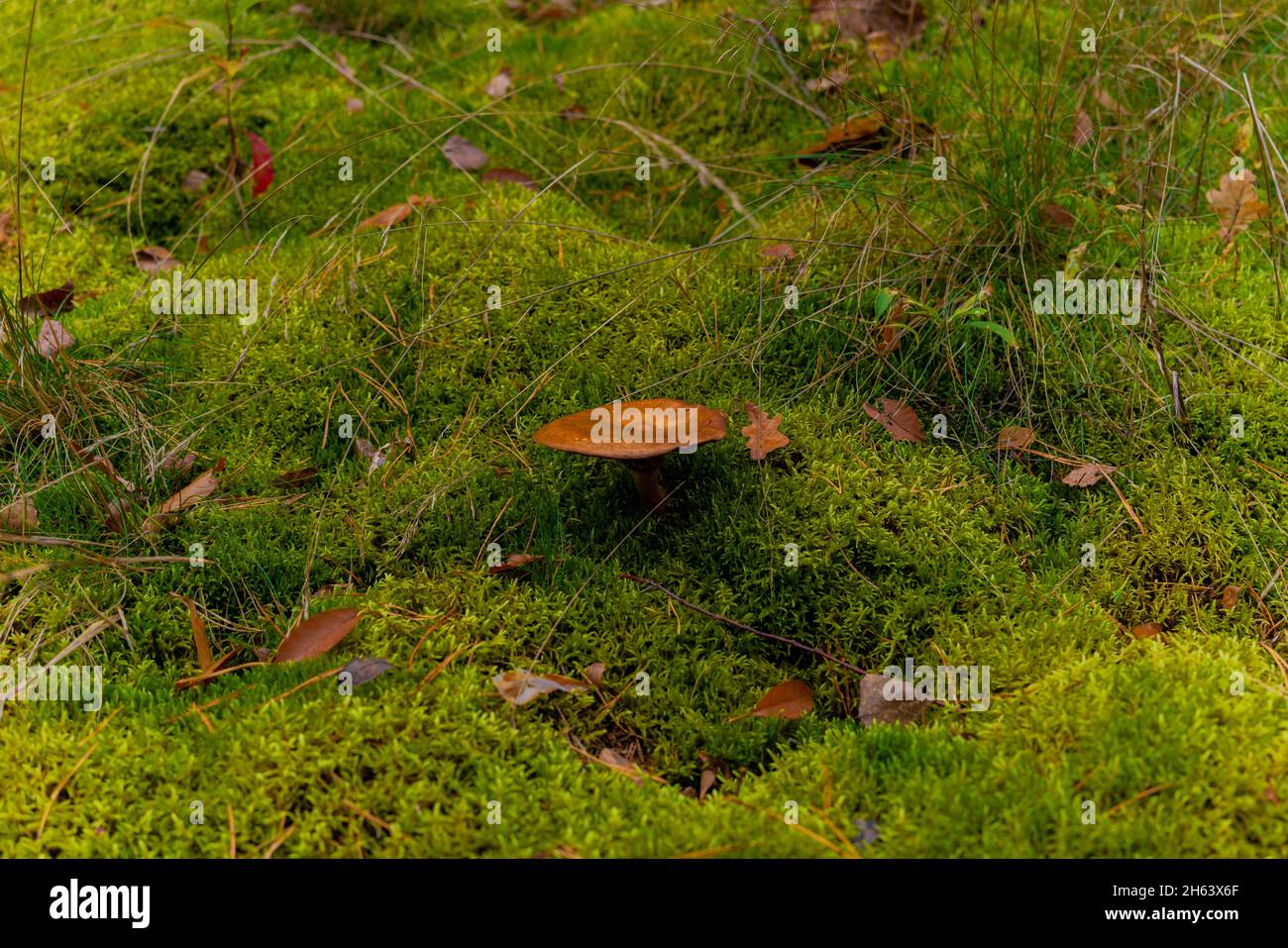 non-edible fungus in the forest in the moss in autumn in the forest Stock Photo