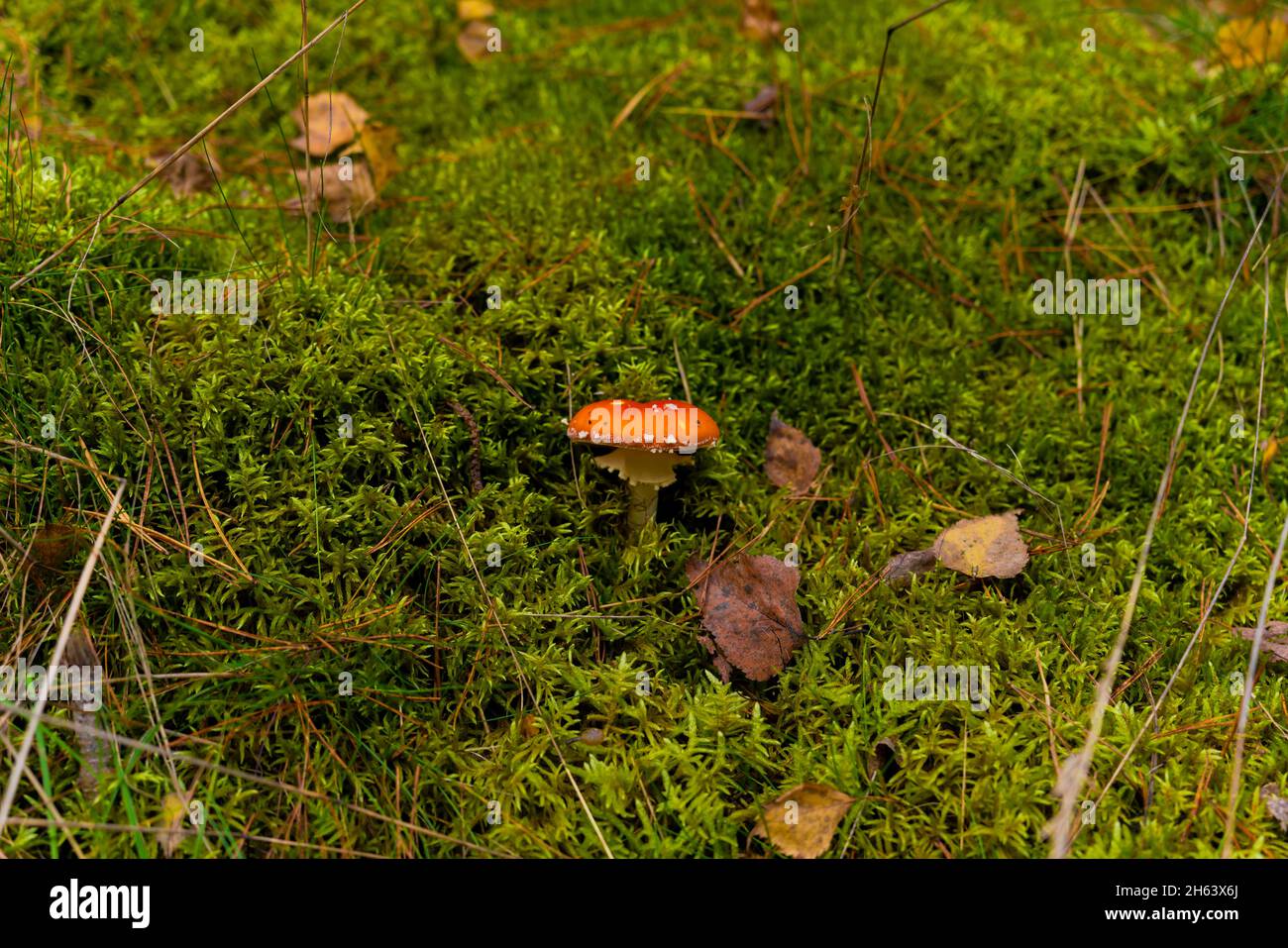 small fly agaric in the forest in the moss in autumn in the forest Stock Photo