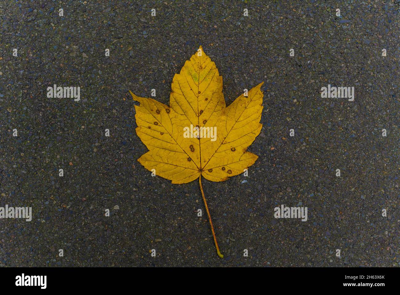 yellow discolored maple leaf in autumn,autumn leaves on street asphalt Stock Photo