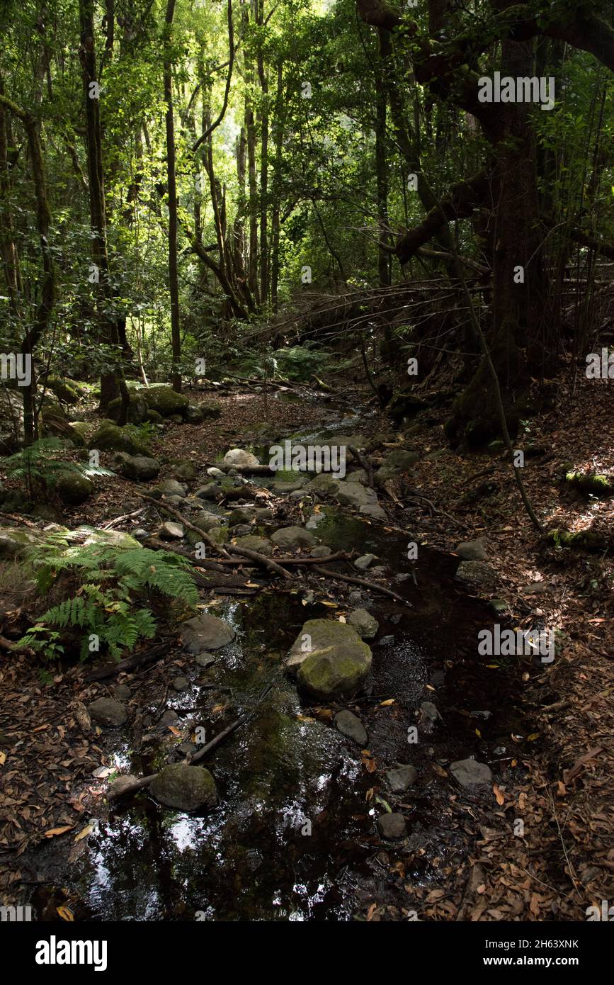 A subtropical laurel forest covers the heights of La Gomera of the