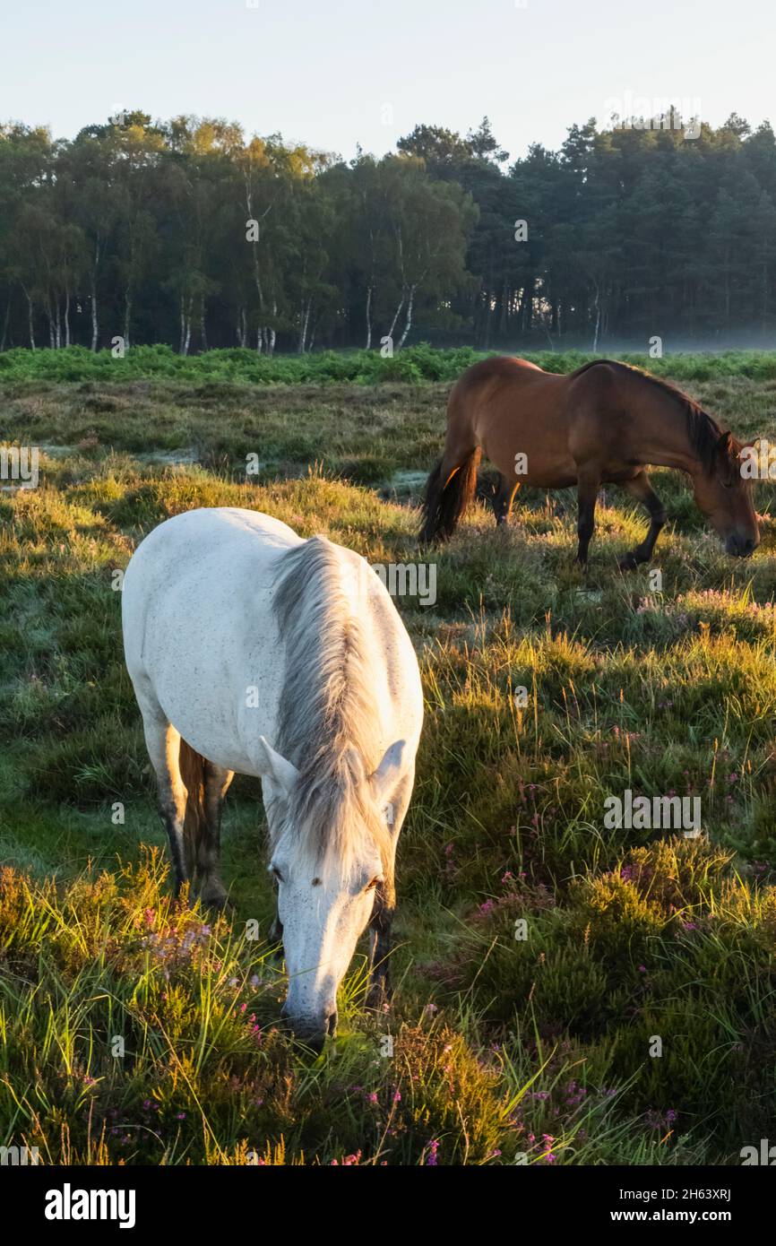 england,hampshire,the new forest,horses grazing Stock Photo