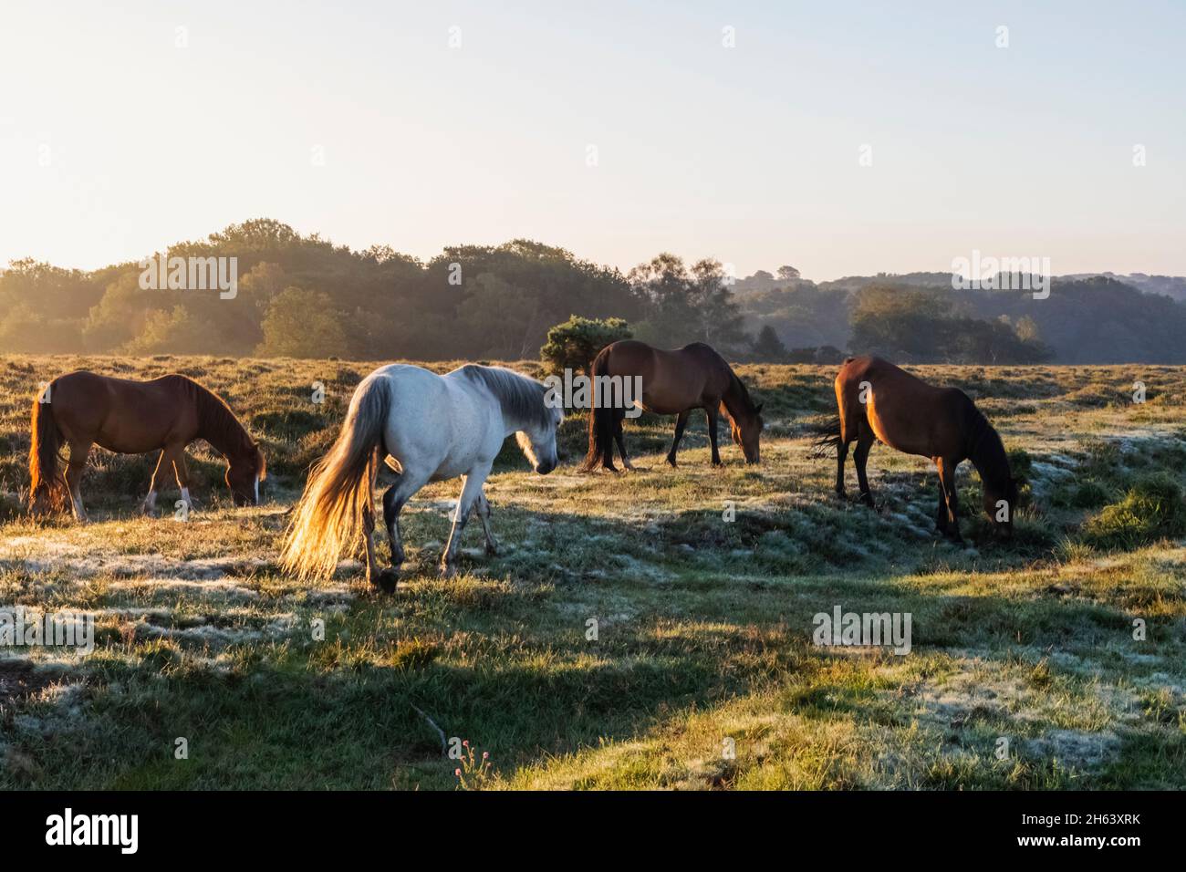 england,hampshire,the new forest,horses grazing Stock Photo