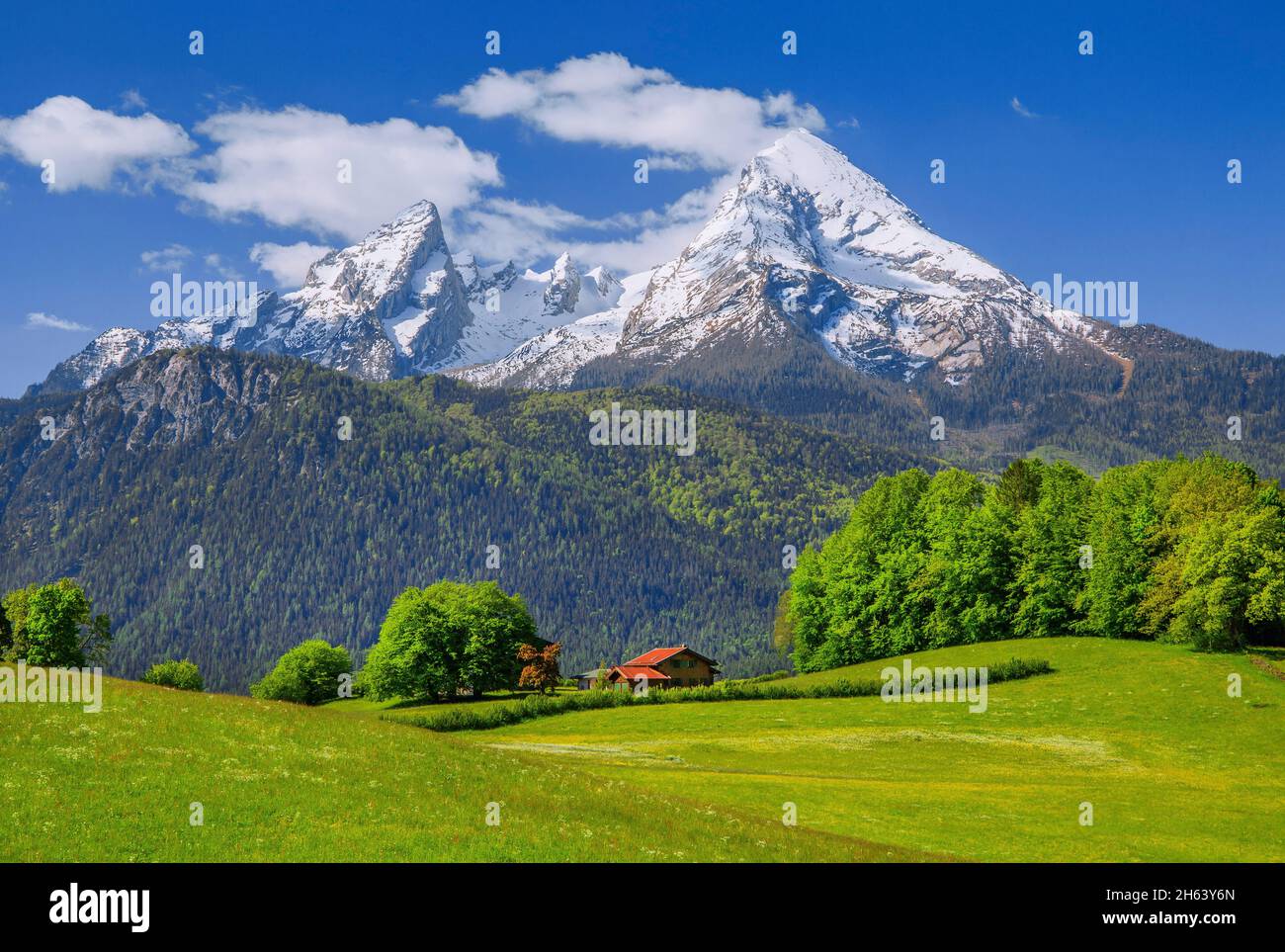 mountain meadows with watzmann 2713m,berchtesgaden,berchtesgaden alps,berchtesgadener land,upper bavaria,bavaria,germany Stock Photo