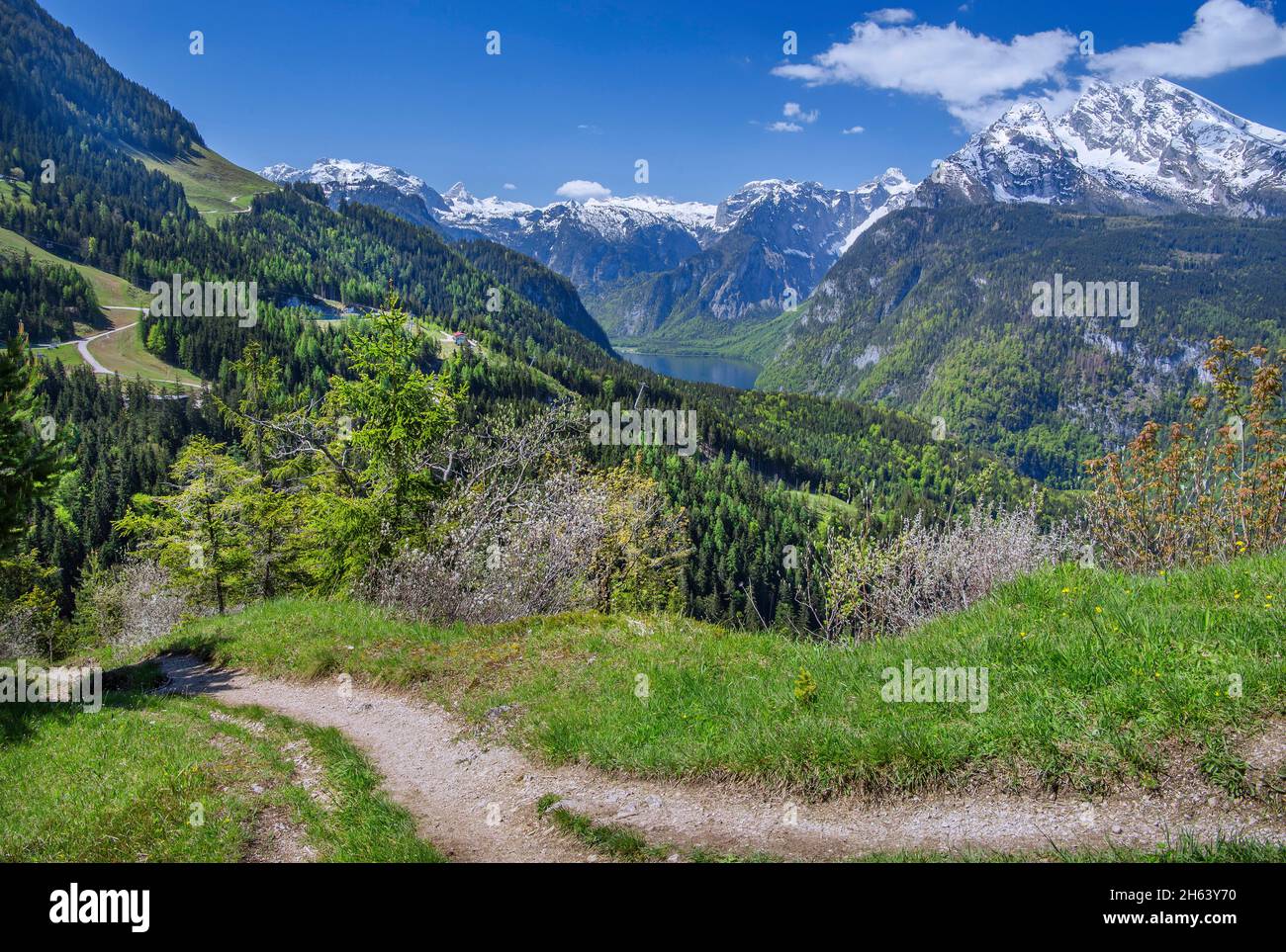 hiking trail to the brandkopf viewpoint with koenigssee,steinernem meer and watzmann 2713m,schönau am koenigssee,berchtesgaden alps,berchtesgadener land,upper bavaria,bavaria,germany Stock Photo