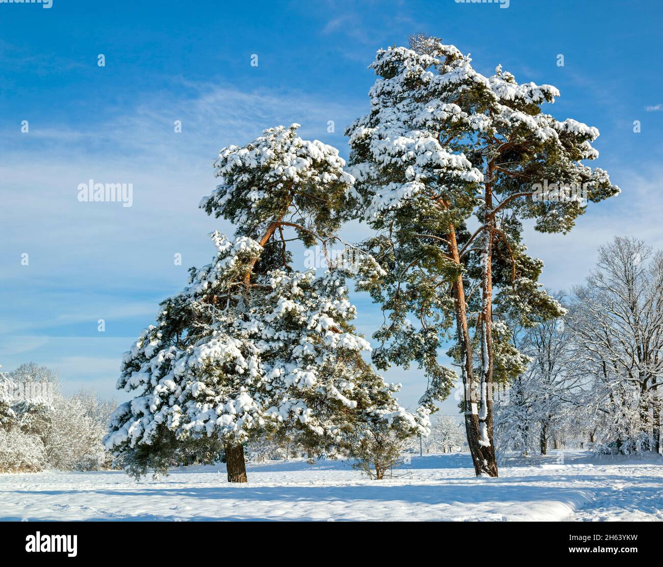 germany,baden-wuerttemberg,scots pines,pinus sylvestris Stock Photo