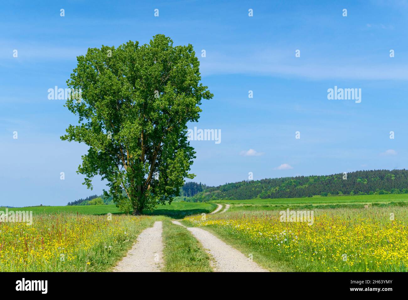 germany,baden-wuerttemberg,pfullendorf-aach-linz,zitterpappel,populus tremula,flowering meadow,dirt road Stock Photo