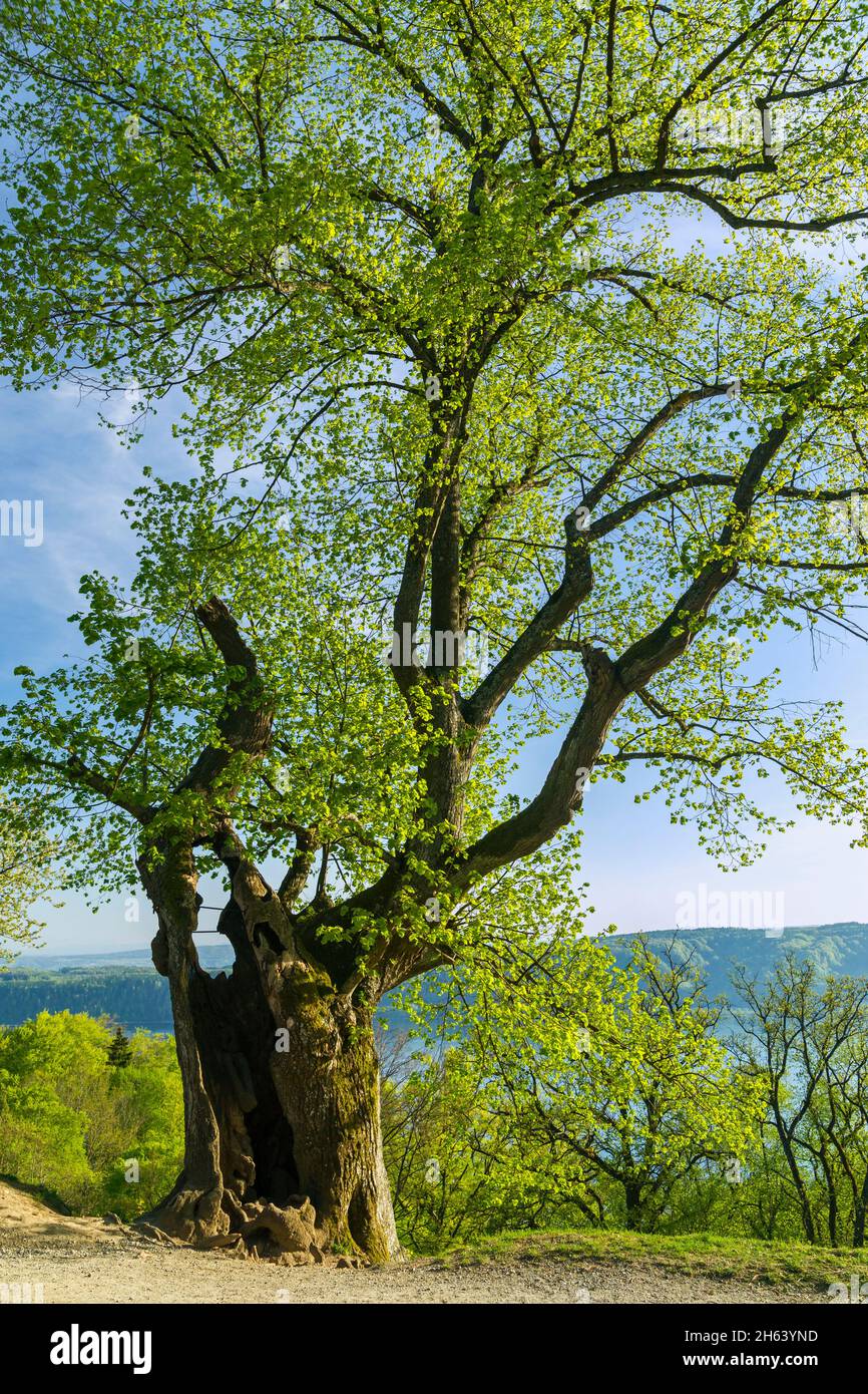 germany,baden-wuerttemberg,sipplingen,the old burkhart lime tree on the hiking trail at haldenhof,with a view of lake constance. Stock Photo