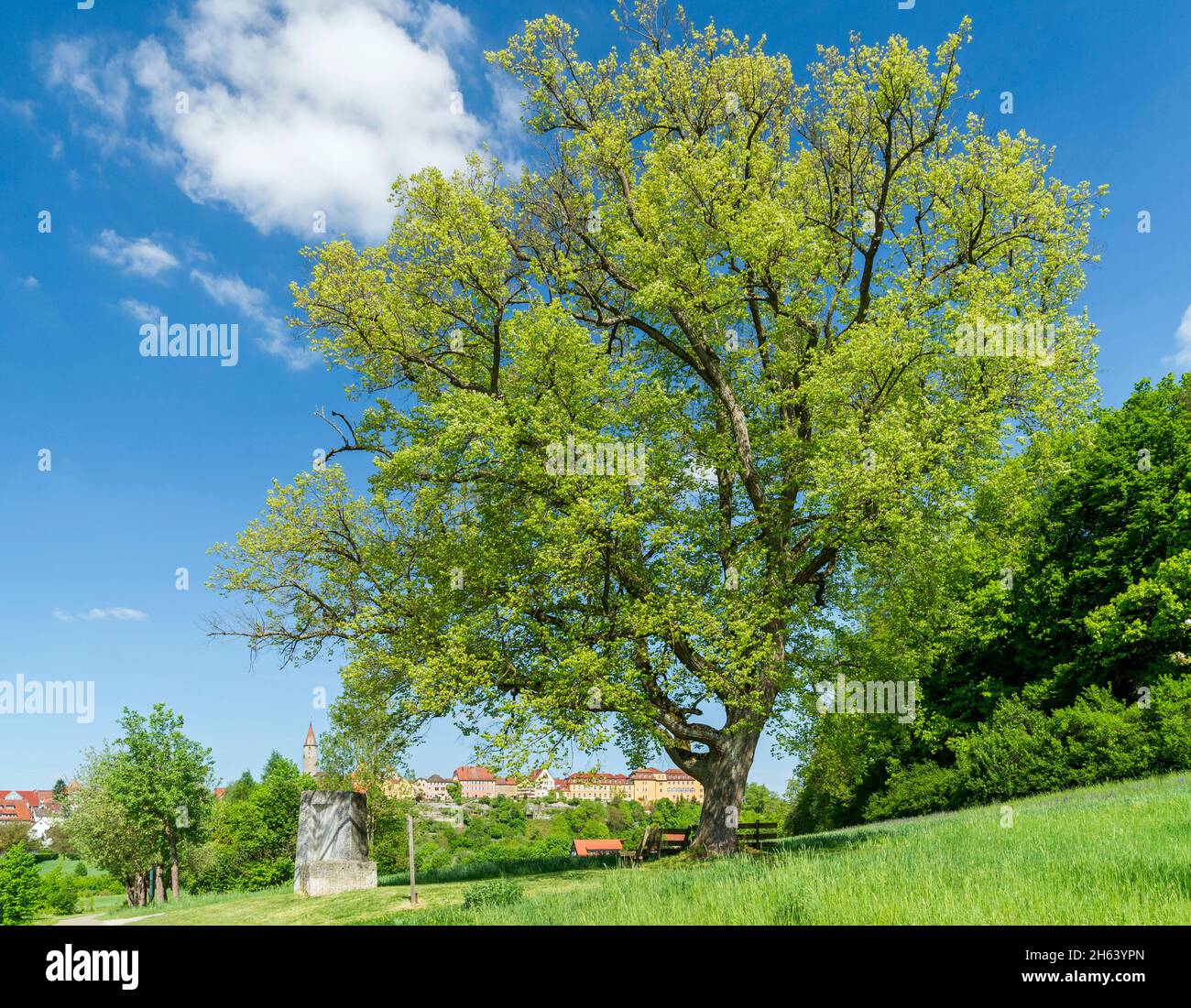 germany,baden-wuerttemberg,kirchberg an der jagst,lime tree with fresh leaves on sophienberg with a view of the old town. Stock Photo